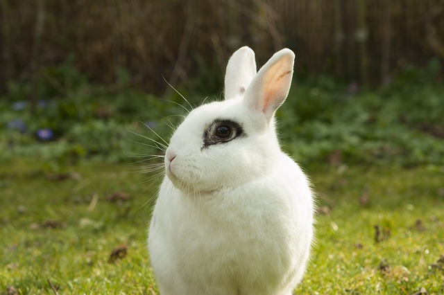 No approval sought for animal testing, survey show